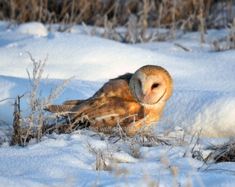 Owl Photography, Bird Photography, Barn Owl, Woodland, Wildlife Photography, Fine Art Photography