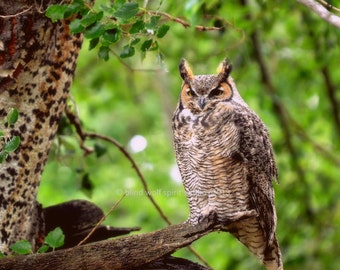Owl Photography, Bird Photography, Animal Photography, Great Horned Owl, Wildlife Photography Fine Art Photo