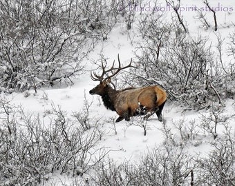 Wildlife Photography, Elk in Snow Winter Photography Nature Photo