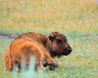 Bison Baby Photo, Woodland, Buffalo Baby, Wildlife Photography, Fine Art Photography