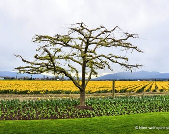 Daffodil Farm Flower Landscape Photography Fine Art Photo