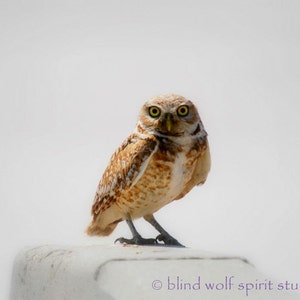 Owl Photography, Burrowing Owl Nature Woodland Cabin Decor Fine Art Photo image 1