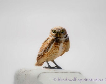 Owl Photography, Burrowing Owl Nature Woodland Cabin Decor Fine Art Photo