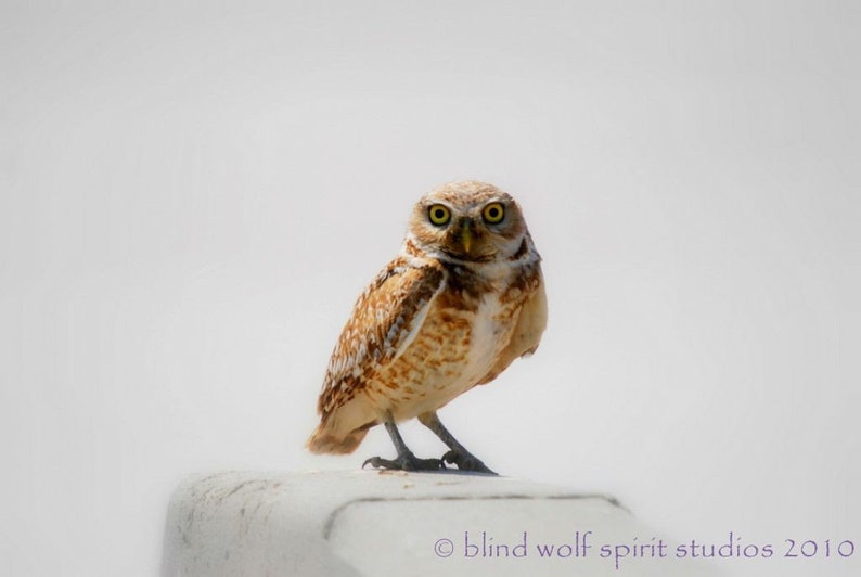 Owl Photography, Burrowing Owl Nature Woodland Cabin Decor Fine Art Photo image 1