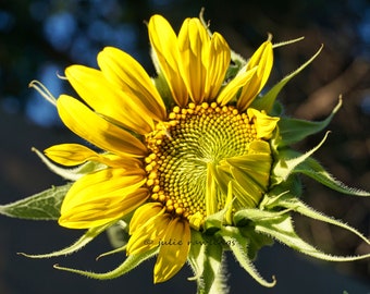 Sunflower Portrait, Landscape, Woodland, Fall Colors,  Fine Art Photo