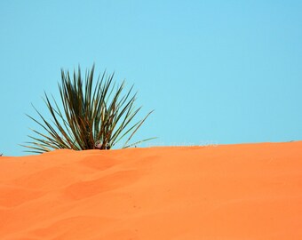 Yucca and Coral Sand, Coral Pink Sand Dunes, Utah, Travel, Fine Art Photo