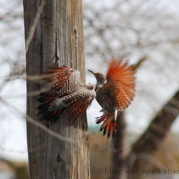 Flicker Mating Dance Fine Art Photo