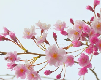 Pink, Ornamental Cherry Blossoms Flowers Spring Photography Fine Art Photo