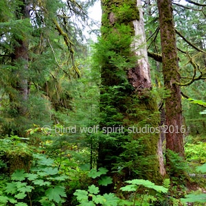 Landscape Photography, Tongass Rainforest Photo, Alaska, Fine Art Photo
