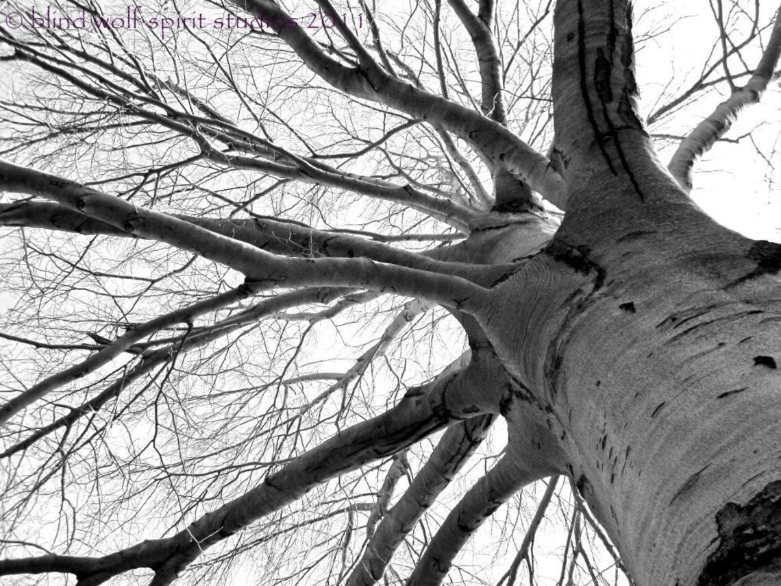Old Tree Black and White Fine Art Photo Etsy