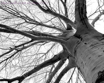 Old Tree Black and White Fine Art Photo