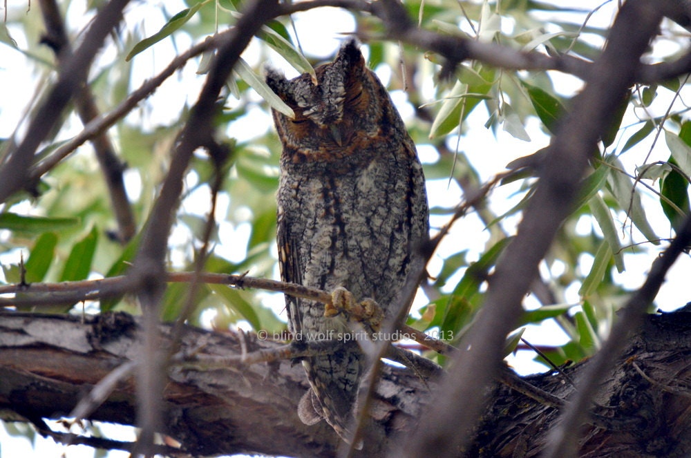 Sleeping Flammulated Owl, Woodland, Wildlife Photography Fine Art Photo