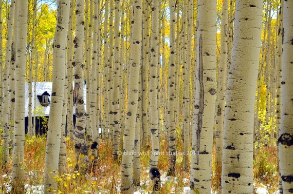 Cabin In The Quakies Fall Colors Aspen Autumn Leaves Etsy