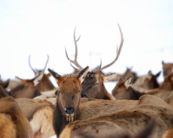 Elk Photography, Wildlife Winter Photography Nature Photo