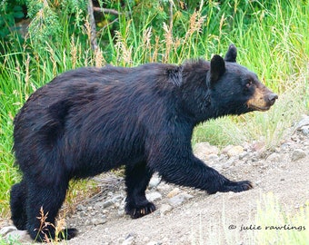 Black Bear Photo, Yellowstone, Woodland Cabin Decor, Fine Art Photo