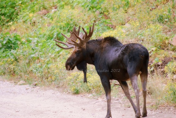 Pictures of a Bull Moose: Majestic Wildlife Photography