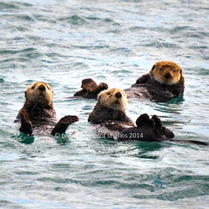 Sea Otters, Wildlife, Alaska, Nature Photo