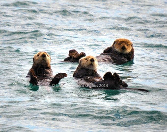 Sea Otters, Wildlife, Alaska, Nature Photo