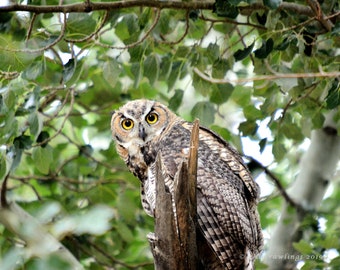 Owl Photography, Bird Photography, Animal Photography, Great Horned Owl, Wildlife Photography Fine Art Photo