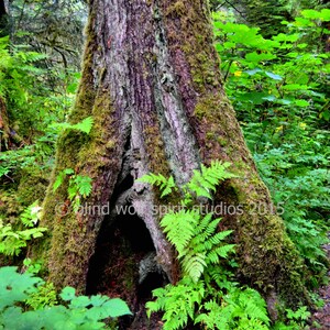 Tongass Rainforest Photo, Sitka Spruce, Alaska, Landscape, Fine Art Photo