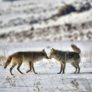 Coyotes in Love, Wildlife Photography, Woodland, Fine Art Photo, Nature Photo