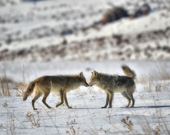 Coyotes in Love, Wildlife Photography, Woodland, Fine Art Photo, Nature Photo