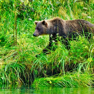 Coastal Brown Bear Photo, Alaska, Woodland Cabin Decor, Fine Art Photo