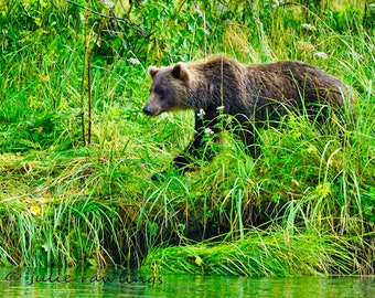 Coastal Brown Bear Photo, Alaska, Woodland Cabin Decor, Fine Art Photo