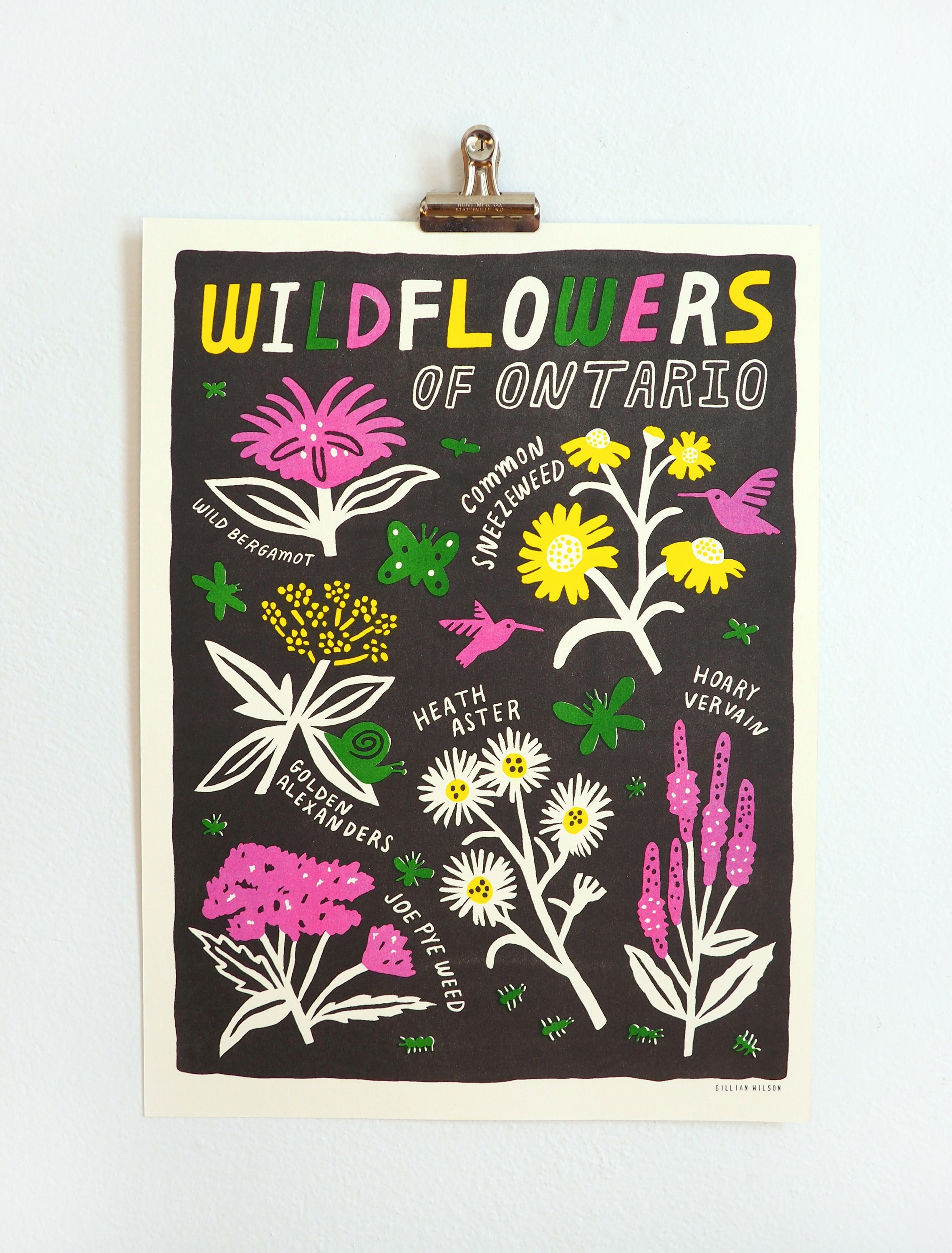 WILDFLOWERS Of Ontario - 12" X 16" Risograph Print