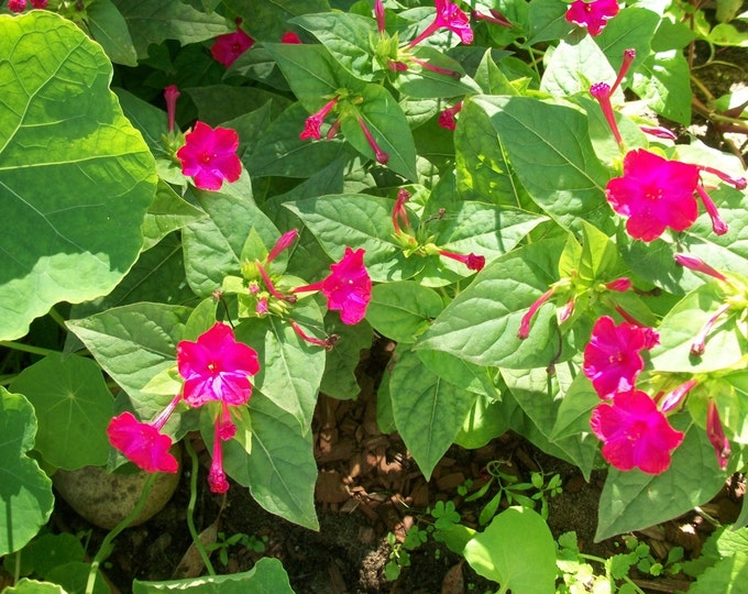 Pink Four O'Clock Flower Seeds Flower Fairy Garden Seeds Etsy