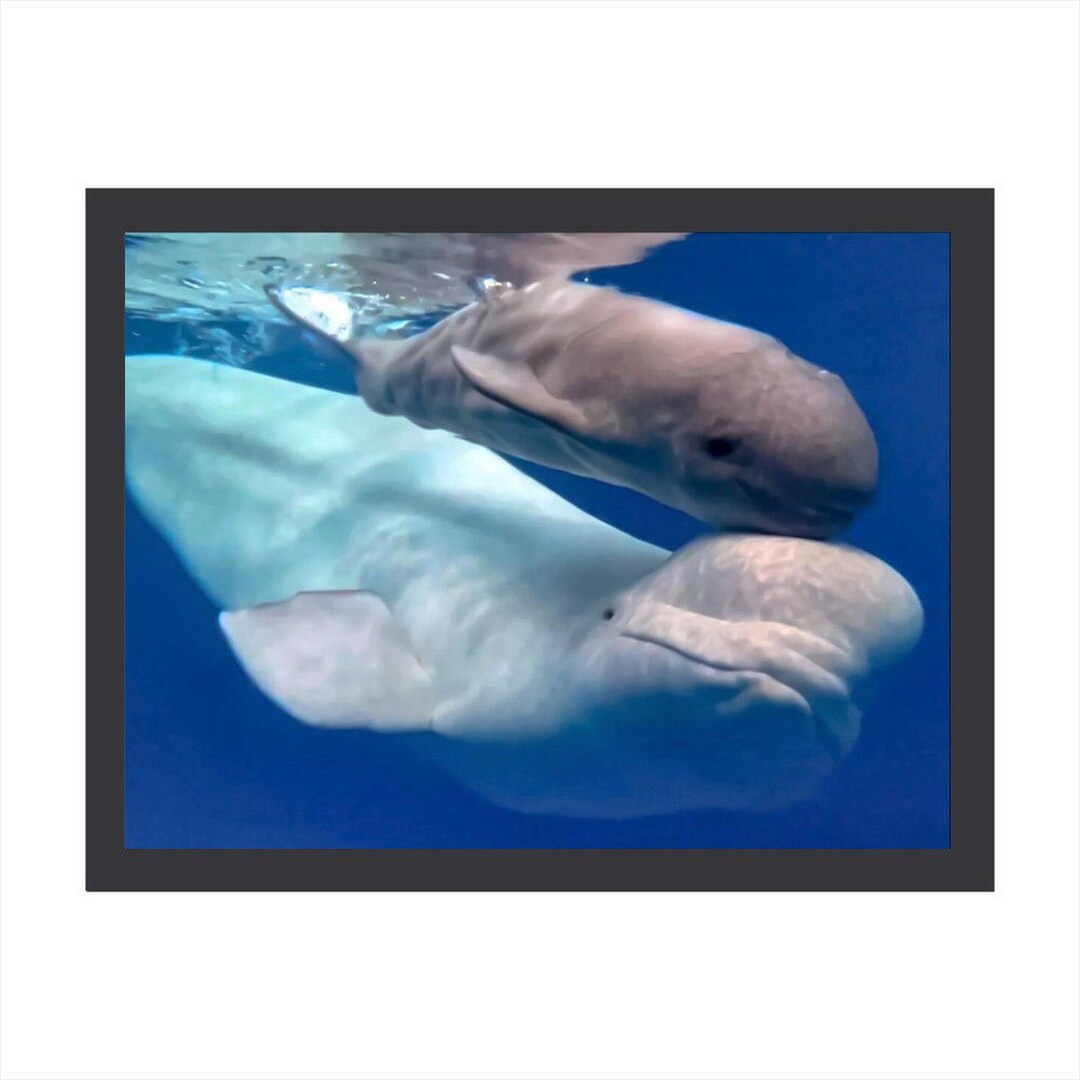 Beluga Whale Art Set of 3 each canvas print is framed and 20”x12” in size main image 1