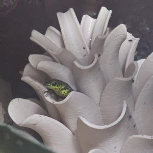 3D Printed Bromeliad Egg-Laying Site for Dart Frogs – Rot-Proof, Removable & Vivarium-Safe