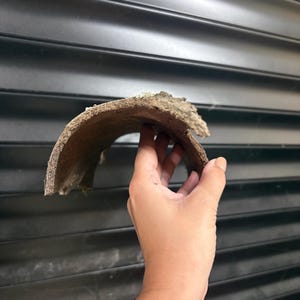 May include: A curved piece of natural tree bark with a rough, textured brown exterior and a lighter, fibrous interior. The bark is arched in a semi-circular shape, displaying organic patterns, uneven edges, and a weathered, woody appearance.