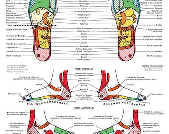 French Foot Reflexology Chart: Professional Reference Guide (PDF Download)