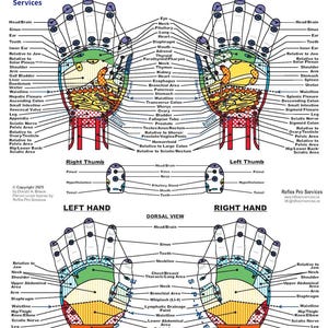 Professional Reflexology Hand Chart PDF – Instant Download – Clinical + Decorative Use for Therapists
