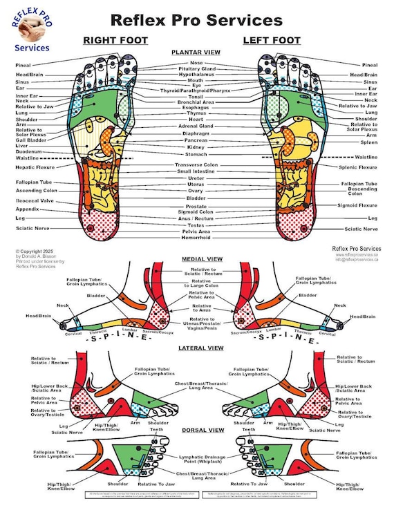Reflexology: Awakening Foot's Reflex Point(中古品) Reflexology Foot Chart PDF – Instant Download – Clinical +