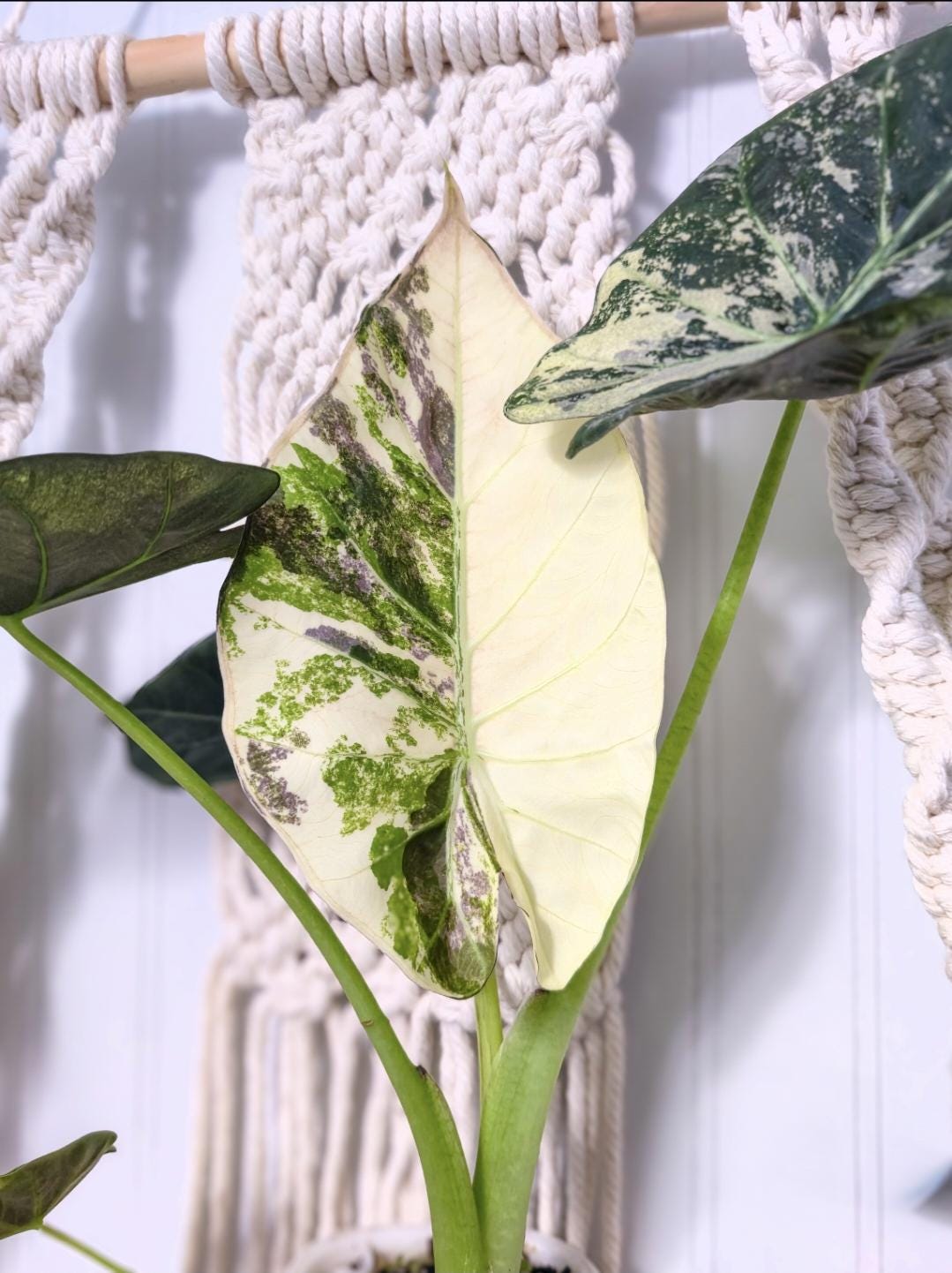 熱帯植物　‼️希少‼️アロカシア　ジャクリン　斑入り Variegated jacklyn - Etsy 日本