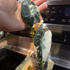 Alocasia Frydek - corm grown - US seller