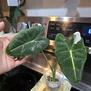 Alocasia Frydek - corm grown - US seller