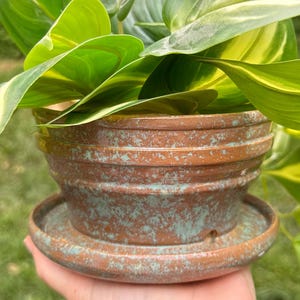 May include: A potted plant with large, vibrant green leaves edged with yellow and white. The plant is in a rustic, weathered terracotta pot with a matching saucer. The pot has a textured, aged appearance, adding to its charm.