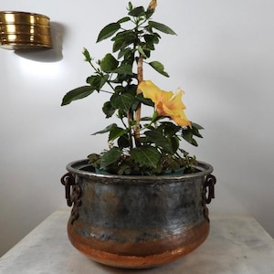 May include: A potted hibiscus plant with green leaves and a single yellow flower, housed in a round, hammered metal planter. The planter features a two-tone finish with a dark, weathered upper section and a warm, polished copper base with side handles.