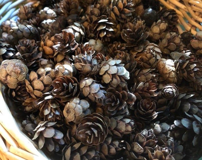 Natural hemlock cones (like tiny pine cones) for decor crafts