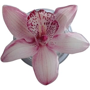 Op de afbeelding: Een close-up van een roze orchidee bloem met een gespikkeld centrum en een lichtroze tint. De bloem staat tegen een witte achtergrond en toont zijn delicate bloemblaadjes en ingewikkelde details.