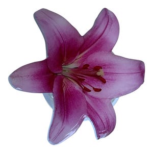 May include: A close-up of a vibrant, magenta-coloured lily flower. The flower has six petals with a delicate texture and a prominent stamen. The petals are a gradient of magenta and pink.
