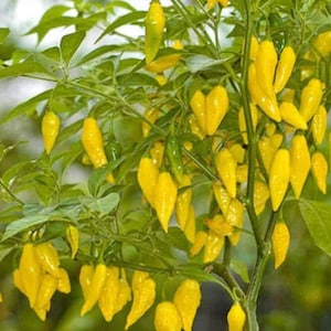 May include: A close-up of a pepper plant laden with bright yellow peppers. The peppers are elongated and tapered, with a slightly curved shape. Green leaves and stems provide a contrasting backdrop to the vibrant yellow peppers.