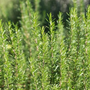 May include: Close-up of vibrant green rosemary plants. The image showcases multiple stems of the herb, with their needle-like leaves. The background is blurred, emphasizing the fresh, bright green color of the rosemary.