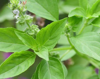 Mrs Burns' Lemon Basil Live Plant | USDA Organic | Organic Heirloom Culinary Herb, Fresh Basil for Gardens, Pesto, Dressings, Teas