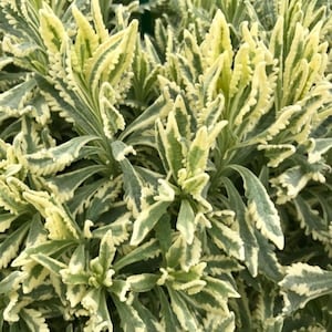 Meerlo Lavender 1 Gallon Live Plant | Non-Organic | Variegated Foliage & Fragrant Garden Accent