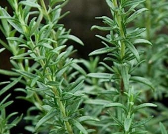 Spice Island Rosemary Live Plant | USDA Organic | Aromatic Mediterranean Herb for Cooking & Gardening