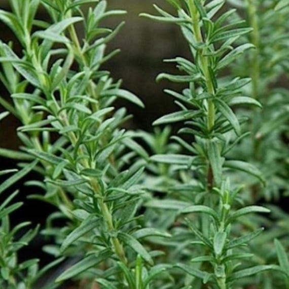 Spice Island Rosemary Live Plant | USDA Organic | Aromatic Mediterranean Herb for Cooking & Gardening